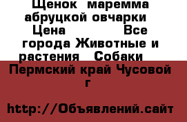 Щенок  маремма абруцкой овчарки › Цена ­ 50 000 - Все города Животные и растения » Собаки   . Пермский край,Чусовой г.